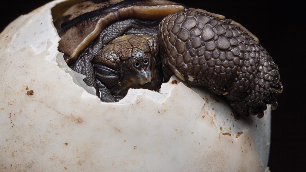 Resurrecting the lost giants of the Galapagos