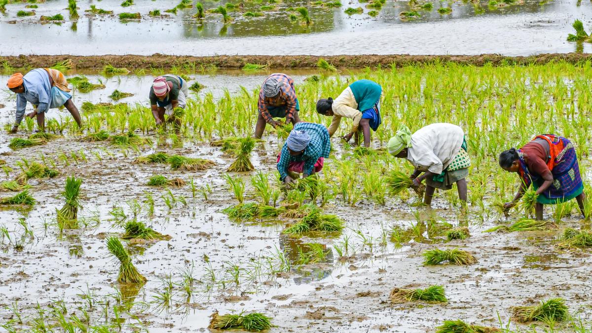 cauvery-delta-records-highest-ever-kuruvai-crop-coverage-this-year