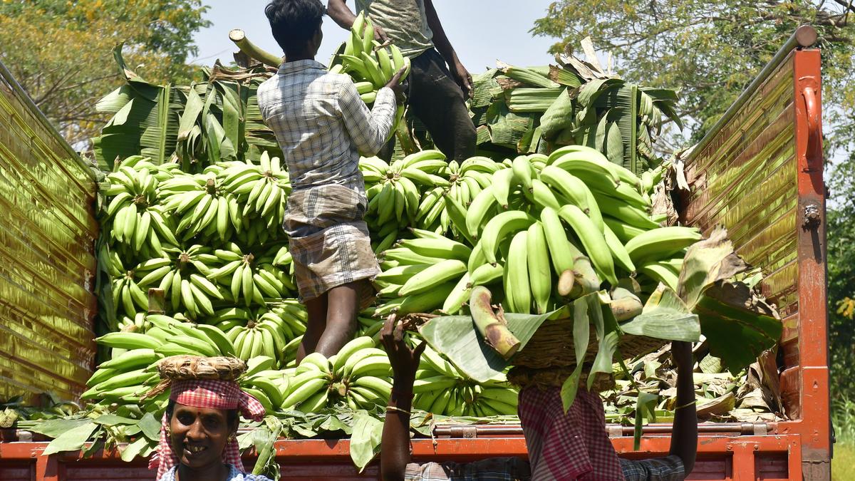 arun-nehru-demands-cold-storage-at-musiri-to-help-banana-farmers