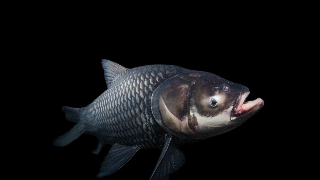How 600-lb. megafish became a collector’s item in Thailand