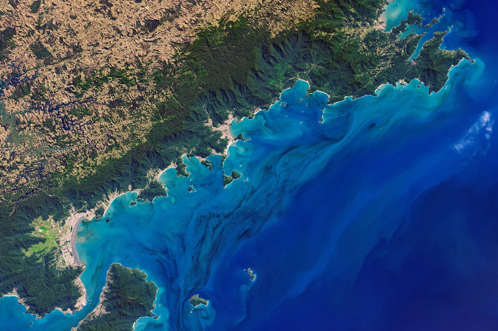 The tiny ocean organisms that could help the climate in a big way
