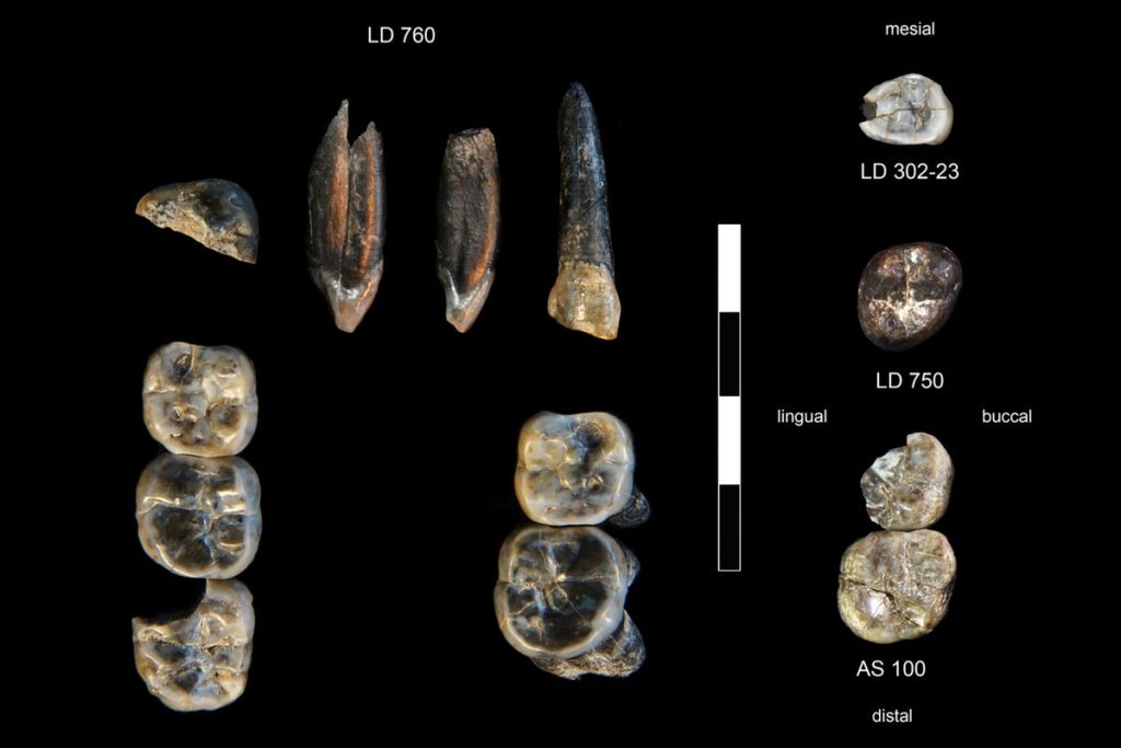 New Human Ancestor Identified from Fossil Teeth