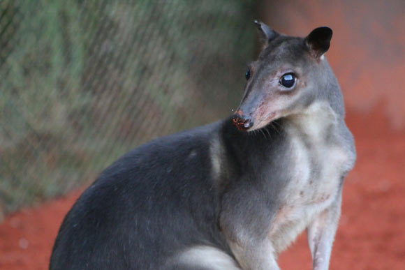 Paleontologists Identify New Species of Extinct Forest-Wallaby