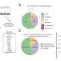Engineered telomerase RNA and polygenic scores reveal new insights into telomere biology