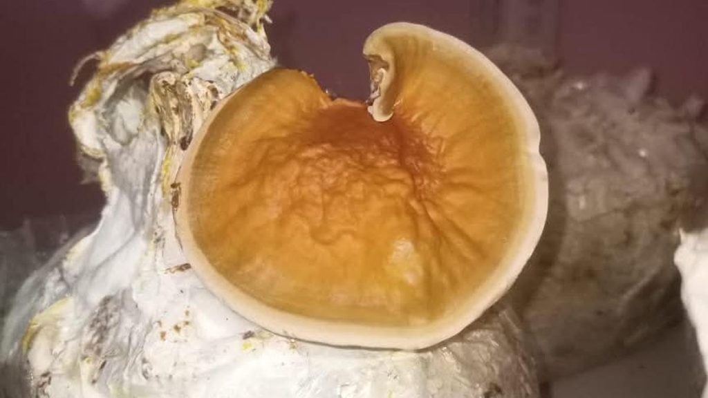 Assam researchers find fungal formula to produce biodiesel