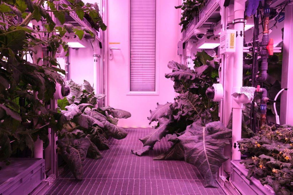Was in cooked in space? A space food-themed quiz!