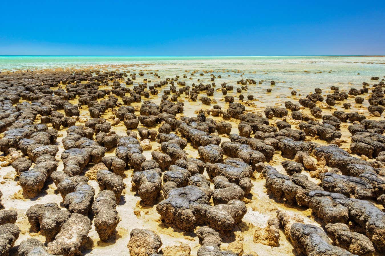 Weird microbial partnership shows how complex life may have evolved