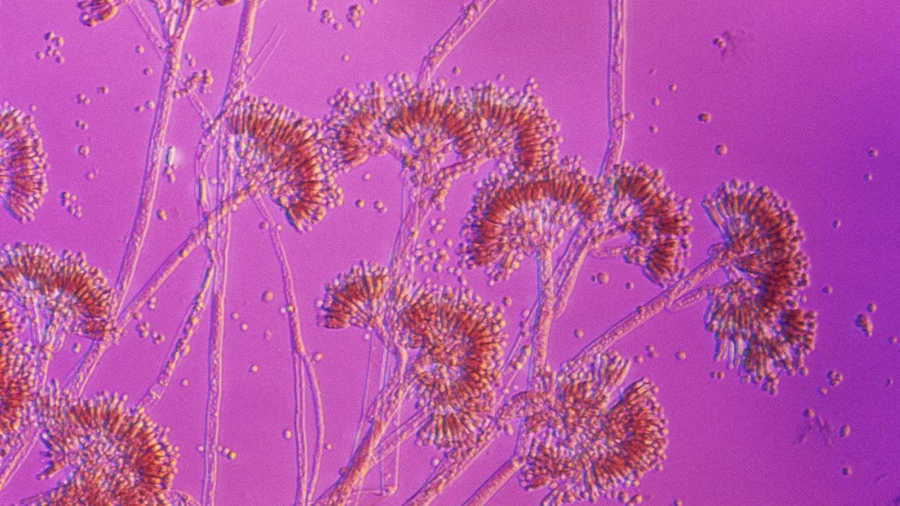 You may not really be allergic to penicillin. Here’s how to find out if you are.
