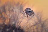 Spiders Do Sleep — Some Even Dream While Dangling From Webs