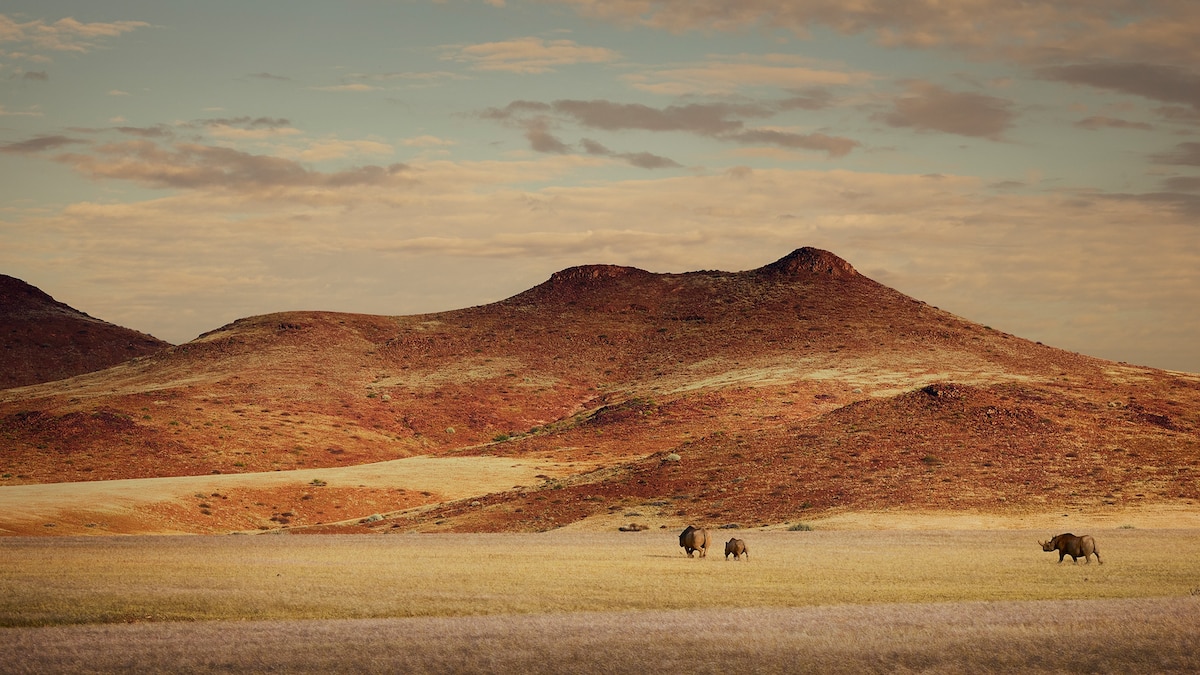 Tracking Namibia’s desert rhinos in the storms of a decade