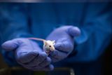 Invisible Mice Do Exist – Here’s How Dye Used in Doritos Made it Happen