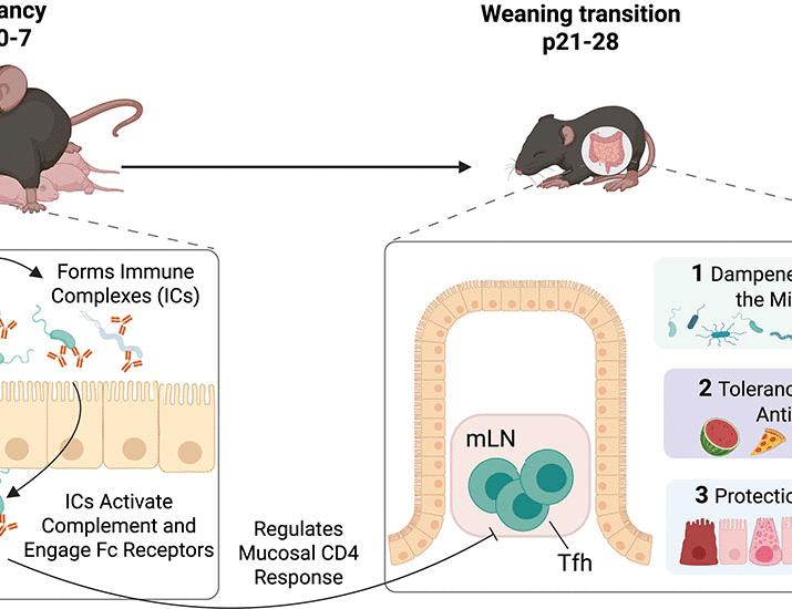 Breast milk IgG engages the mouse neonatal immune system to instruct responses to gut antigens | Science