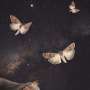 Bogong moths migrate up to 1,000 km using celestial navigation and the Earth’s magnetic field