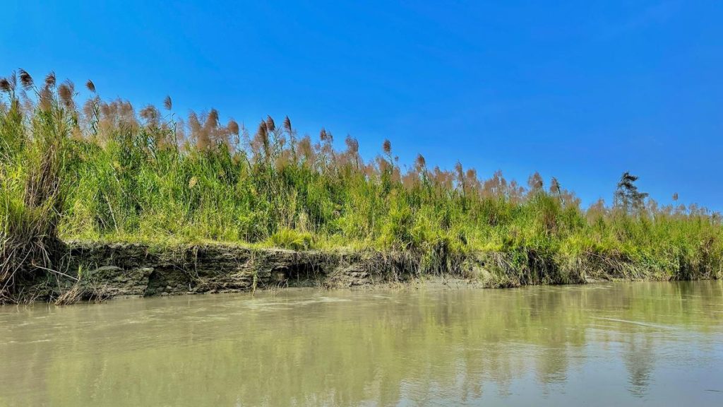 Invasive Species Threaten Assam's Unique National Park