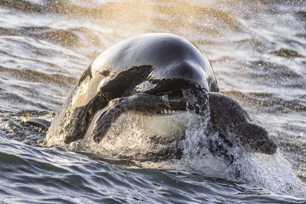 16 breathtaking images from the 2025 Ocean Photographer of the Year contest