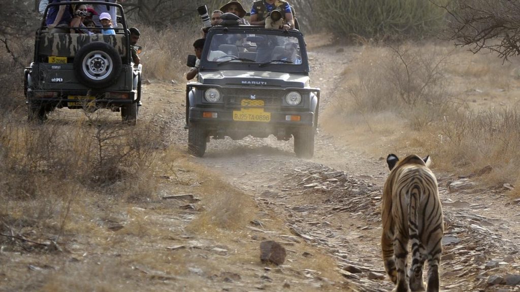 Tourists Stranded During Ranthambore Safari, Probe Initiated