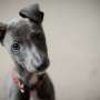 Q&A: What do you do if your dog ingests cocaine?
