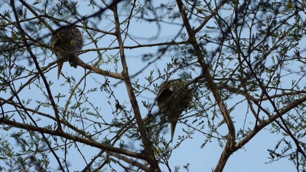 Illegal tree felling threatens Vaniyanthal lake nesting site in Kallakurichi
