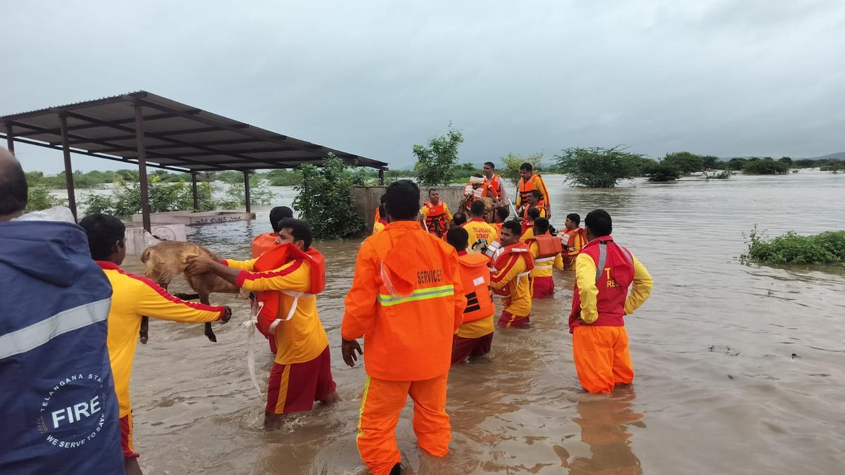 four-villagers-and-560-sheep-rescued-from-floodwaters-in-kamareddy