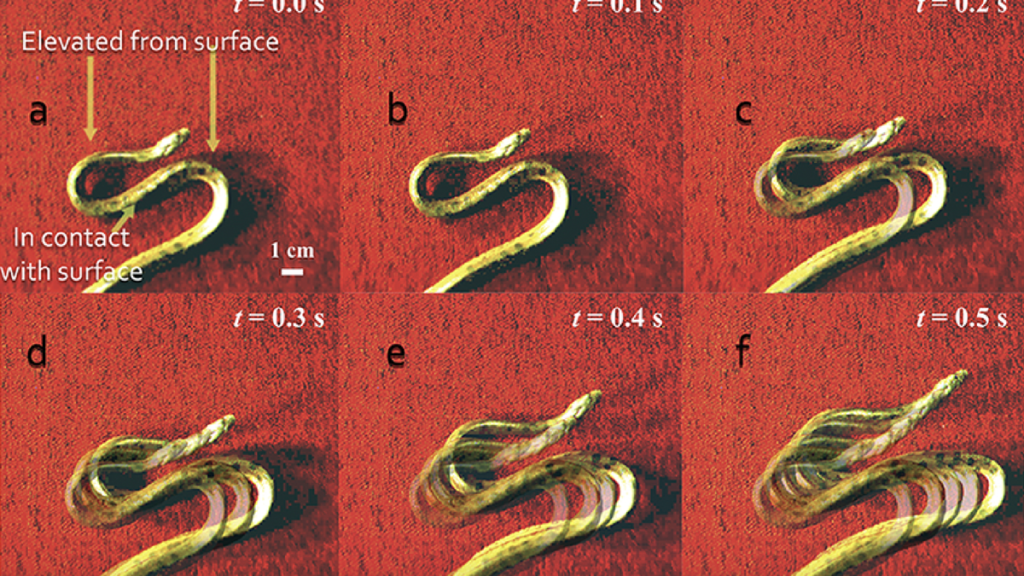 Young Anacondas Adopt S-Shaped Gait for Swift Escapes