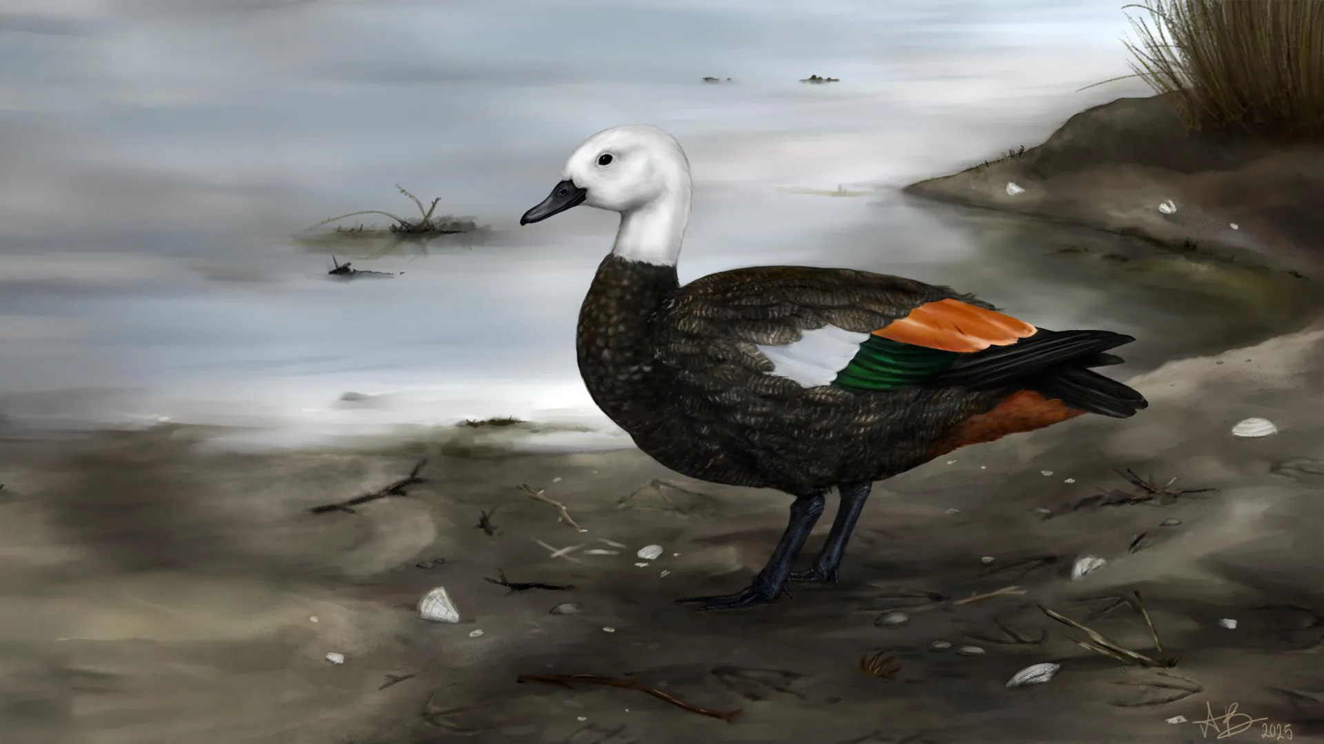 Scientists uncover the lost shelduck that chose walking over flight