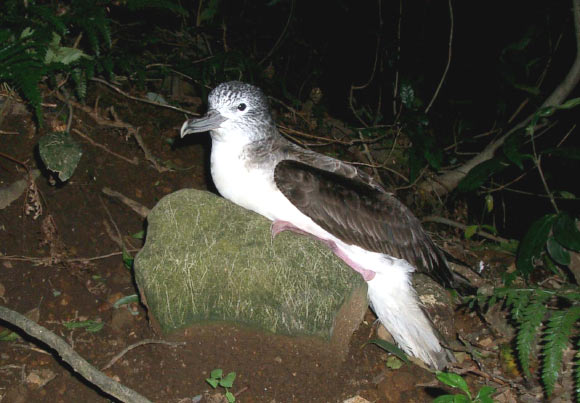 Streaked Shearwaters Prefer to Excret in Air, New Study Shows