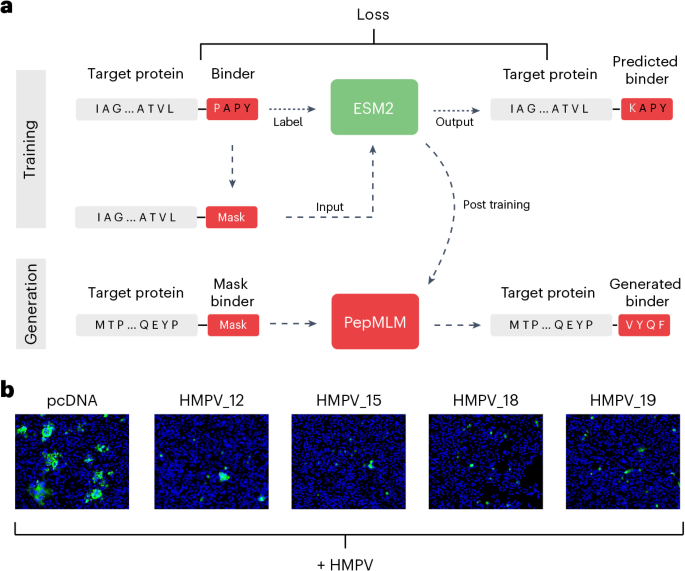 Peptide binders designed directly from protein sequences