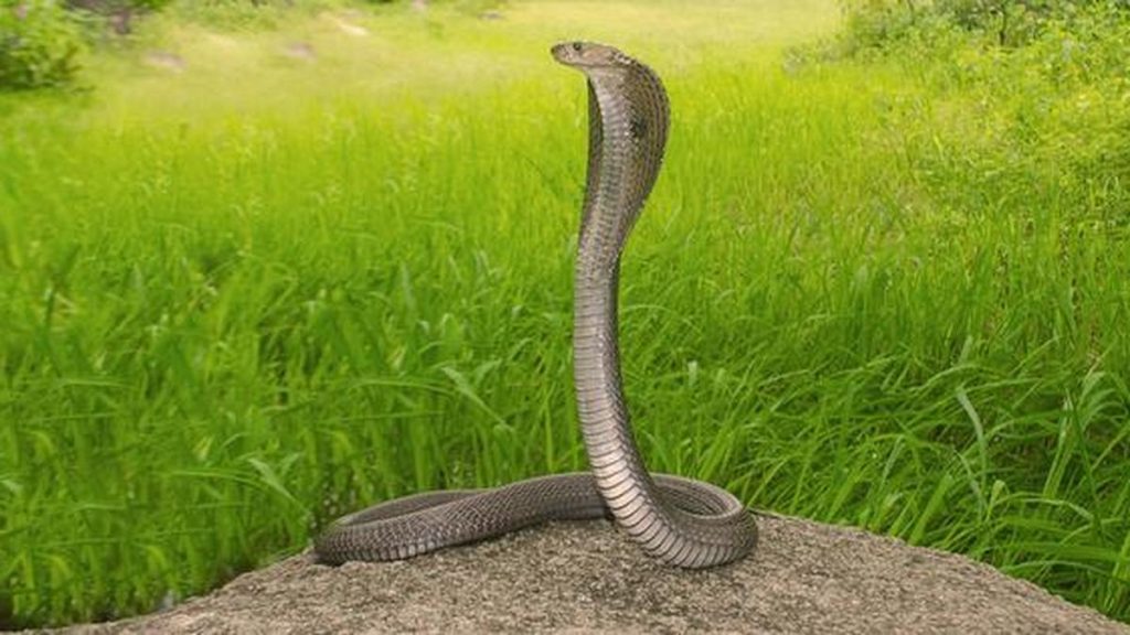 Assam Study Reveals Cobras, Kraits Can Inject Venom Post-Mortem