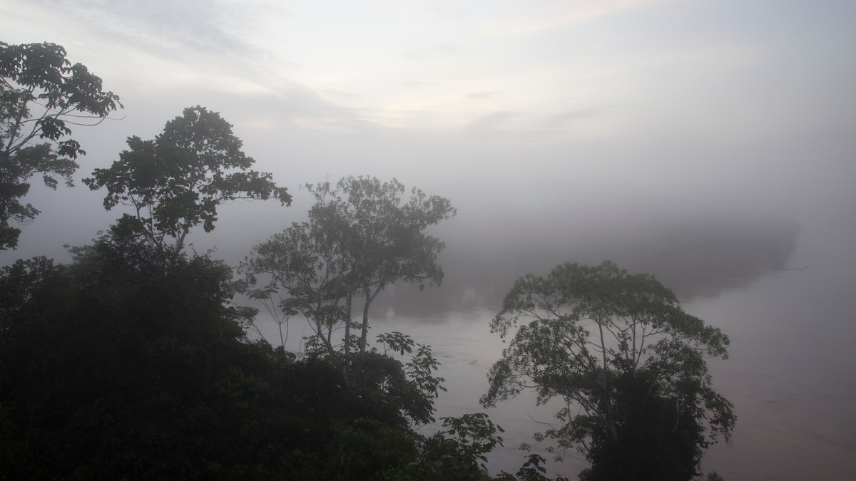 Why the Amazon rainforest doesn’t really produce 20% of the world’s oxygen