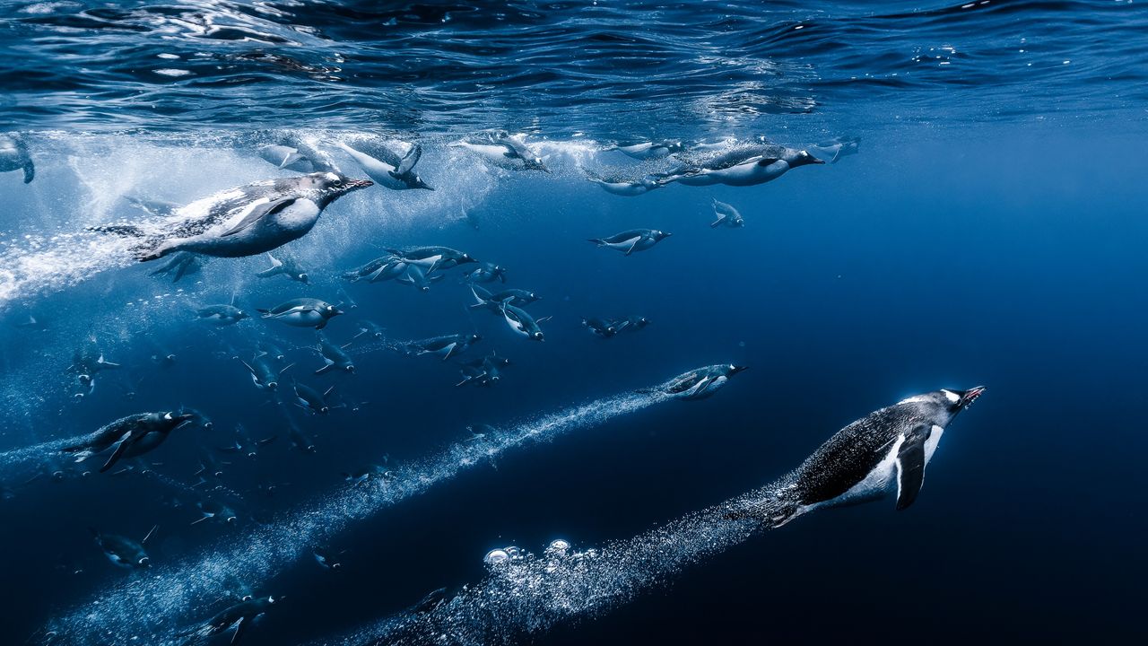 Rocket-like jellyfish, regal Komodo dragon and harrowing whale rescue — see the stunning Ocean Photographer of the Year 2025 finalists