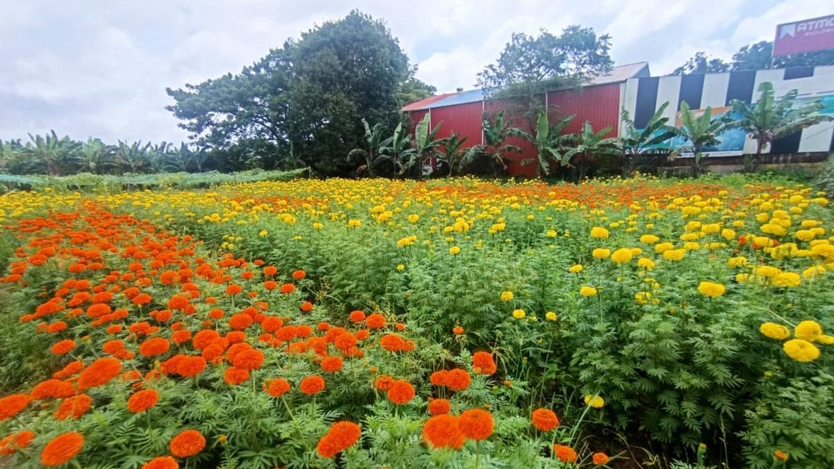 thrithala-gearing-up-for-people’s-agricultural-fest-for-onam