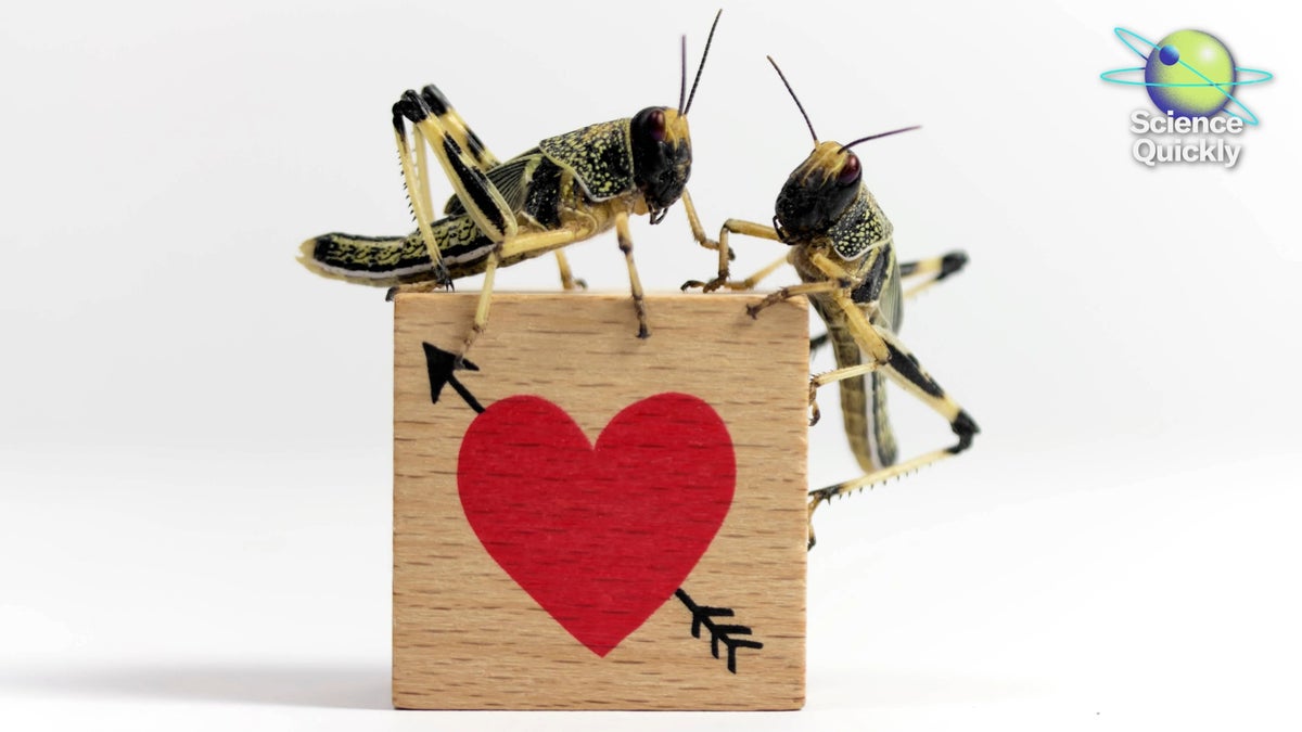 Nathan Lents’s New Book Explores How Animal Behavior and Evolution Challenge Binary Sex and Gender Norms
