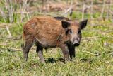 Wild Pigs Are Turning Neon Blue in California — Authorities Say to Stay Away