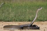 Black Mambas Rack Up Heavy Metals in Their Scales, Helping to Track Urban Pollution