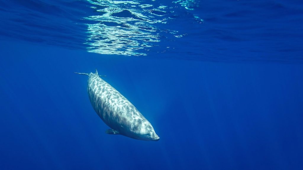 The deepest-diving whales could inspire new treatments for stroke and cancer
