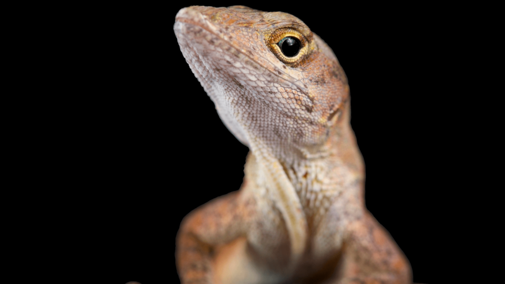 These New Orleans lizards are full of lead