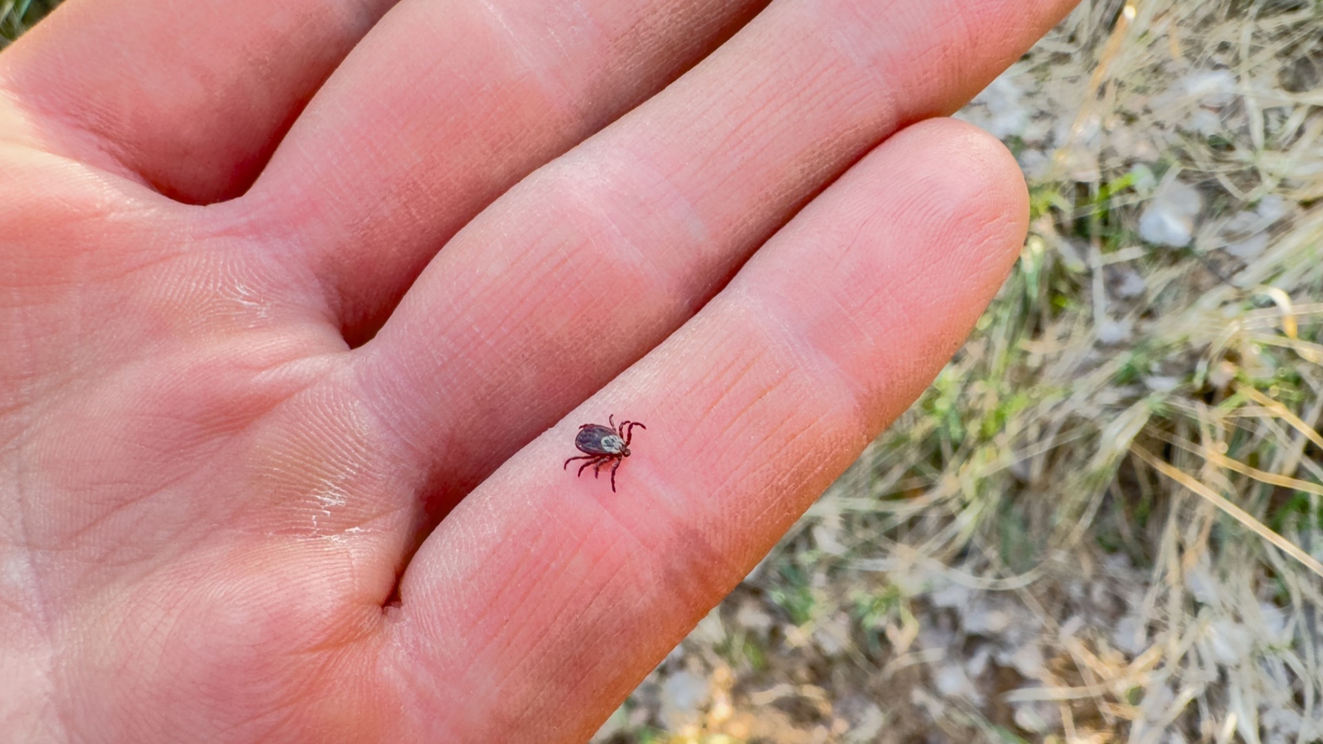 Eight Myths About Ticks You Should Ignore