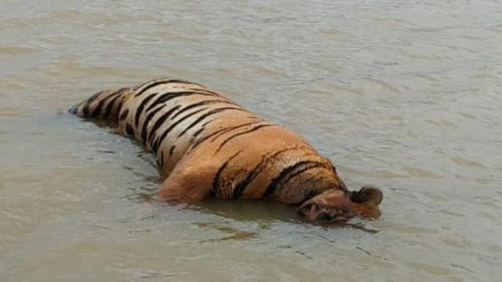 Tiger found dead with paw missing in Madhya Pradesh, poaching suspected