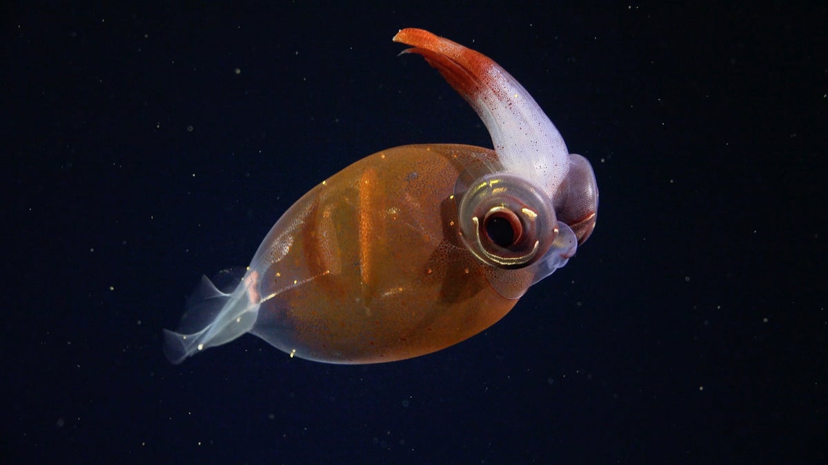 Strange Deep-Sea Animals Discovered in Underwater Argentine Canyon