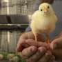 Calcium tests in poultry offer chance for improved feed efficiency