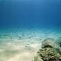 Microbes form living electrical networks to filter methane from ocean floor, scientists discover