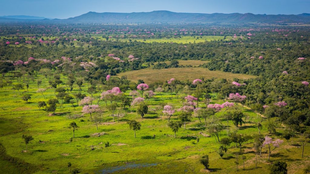 Southern Pantanal: For eco lovers and lovebirds