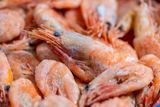 Radioactive Shrimp Recalled — Radiation Levels Are Low, but Caution Is Still Advised