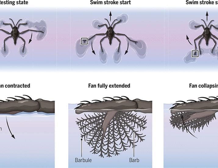 Ripple bug robots demonstrate interfacial intelligence | Science