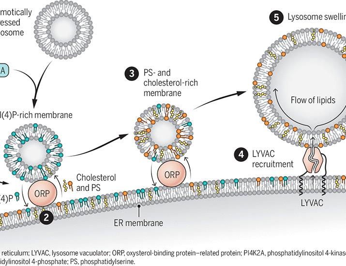 A protein tunnel helps stressed lysosomes swell | Science
