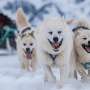 Sled dog DNA reveals hidden chapter in Greenland’s history