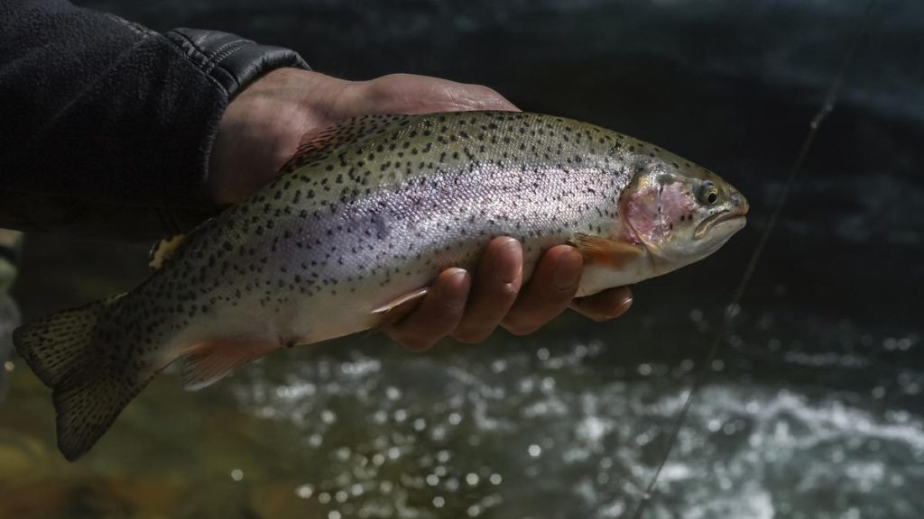 Flash floods in Himachal Pradesh threaten trout fish