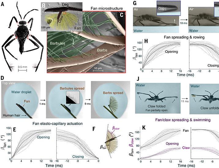 Ultrafast elastocapillary fans control agile maneuvering in ripple bugs and robots | Science