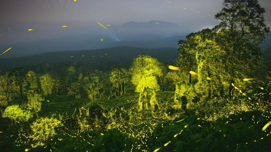 Anamalai Tiger Reserve Hosts Eight Firefly Species