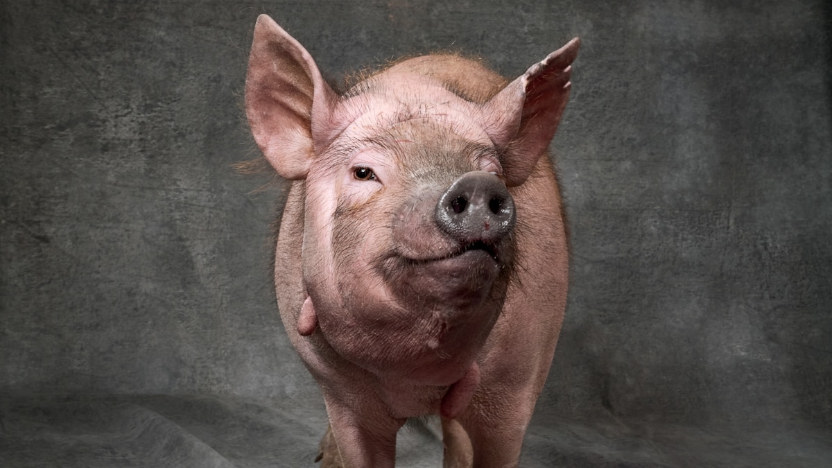 xenotransplantation-pig-human-lung-transplant-organs-china